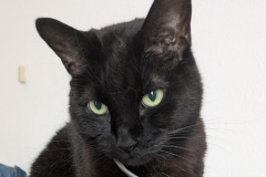 Binx-1