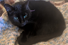 Binx-10