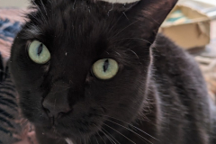 Binx-11