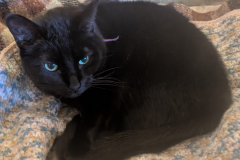 Binx-12