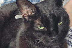 Binx-13