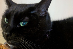 Binx-14