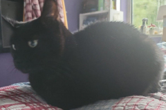 Binx-15