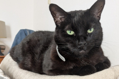 Binx-2