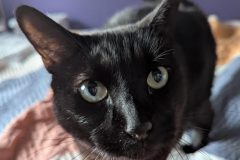 Binx-3