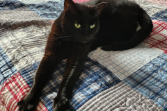 Binx-4