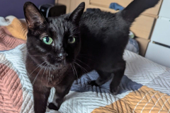 Binx-5