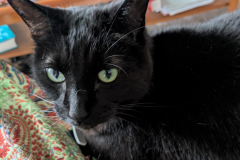 Binx-6