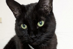 Binx-8