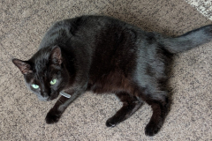 Binx-9