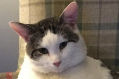 Cody-1