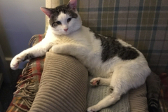 Cody-2