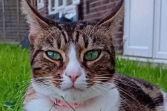 Darla-1