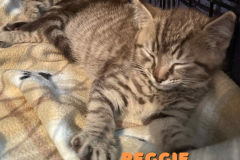 Reggie-7