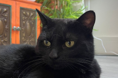 Sooty-1