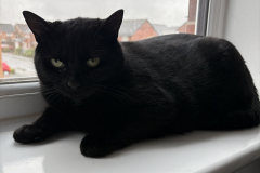 Sooty-10
