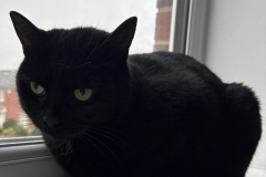 Sooty-11