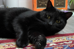 Sooty-2