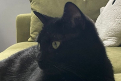 Sooty-3
