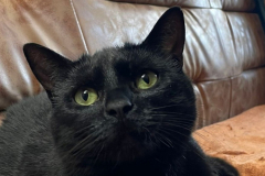 Sooty-4