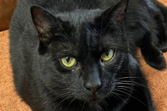 Sooty-5