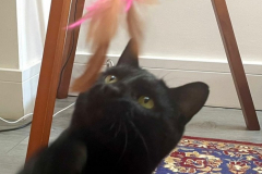 Sooty-6