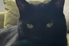 Sooty-7