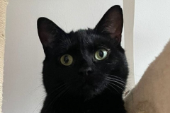 Sooty-8