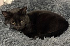 Sooty-9