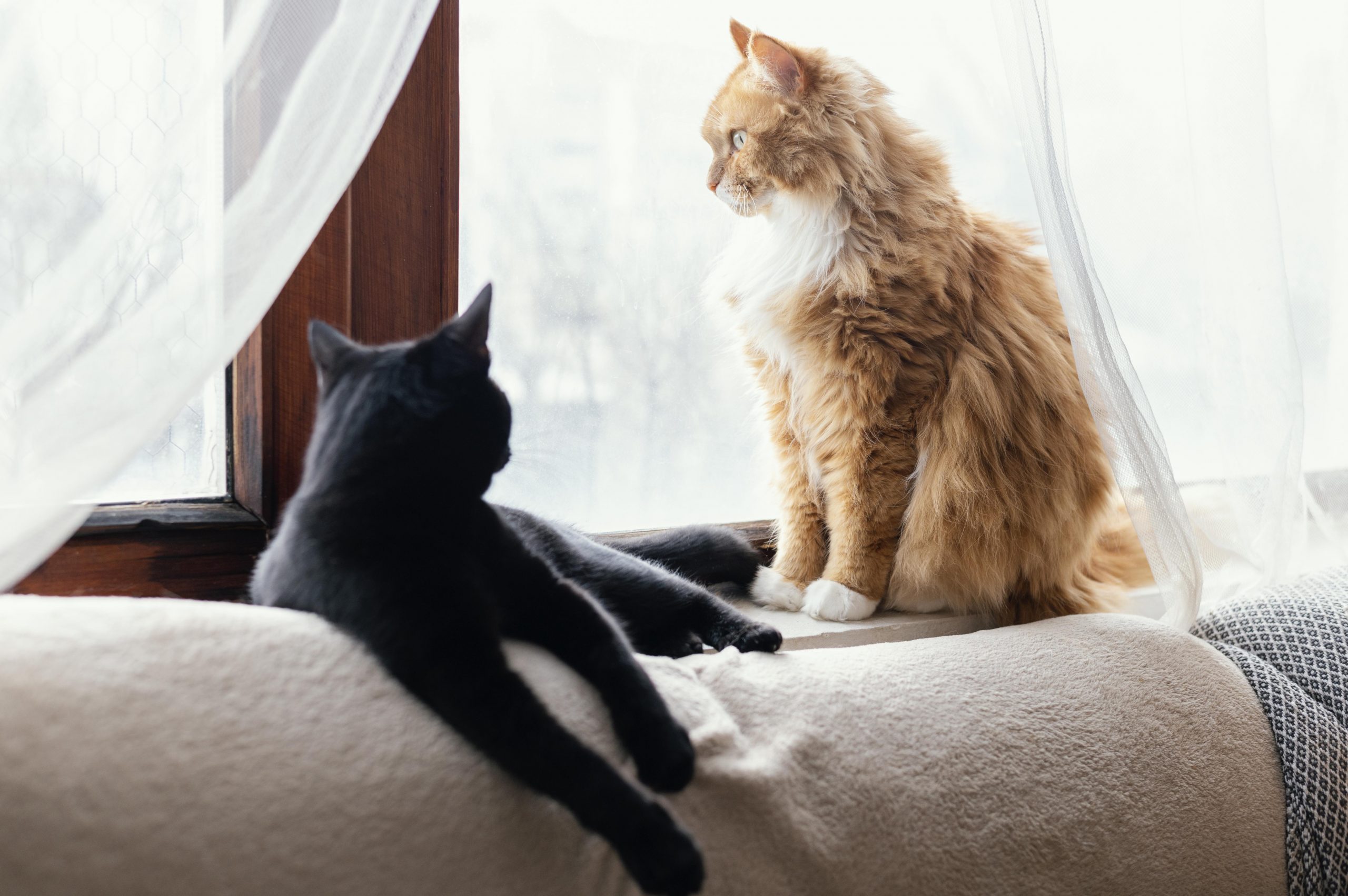 How to Stop Cat Bullying and Foster a Harmonious Feline Home Avid's