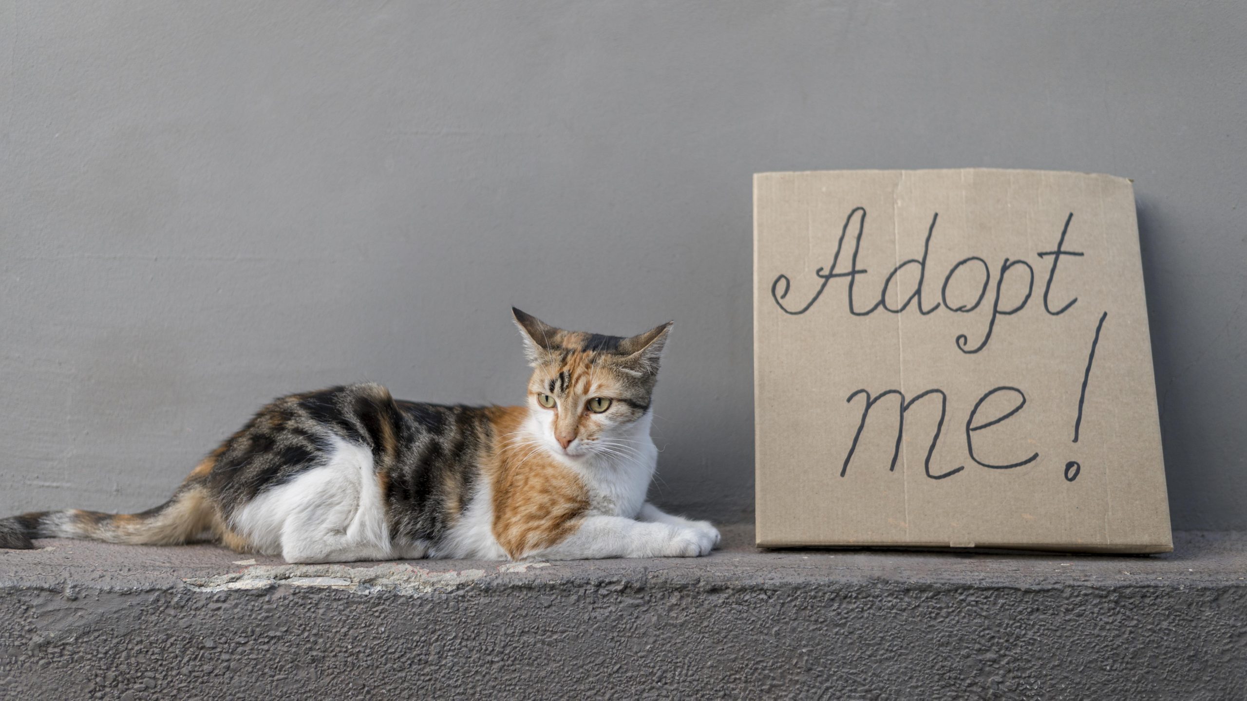 Should I Adopt a Male or Female Cat? Avid's Angels Cat Rescue
