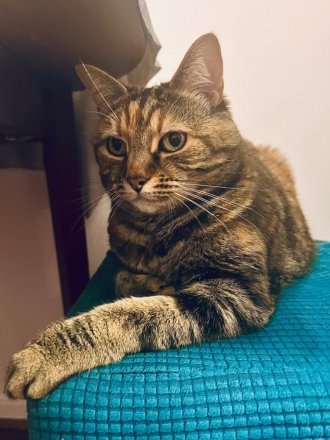 Toffee Profile 2